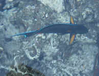 fish2.jpg (41107 bytes)